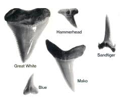 Shark Teeth