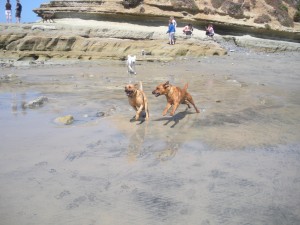 dog-park-del-mar-dog-beach-san-diego