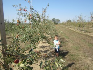 Apple Picking in Bellevue, NE