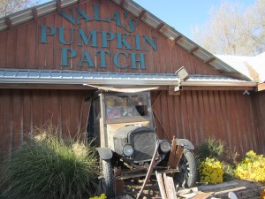 Outdoor Activities in Omaha Vala Pumpkin Patch