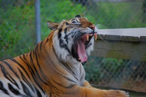 outdoor activities Pensacola Zoo