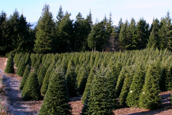 Hubert's Christmas Tree Farm In Kitsap County Military Town Advisor - Hubert's Christmas Tree Farm In Kitsap County Military Town Advisor